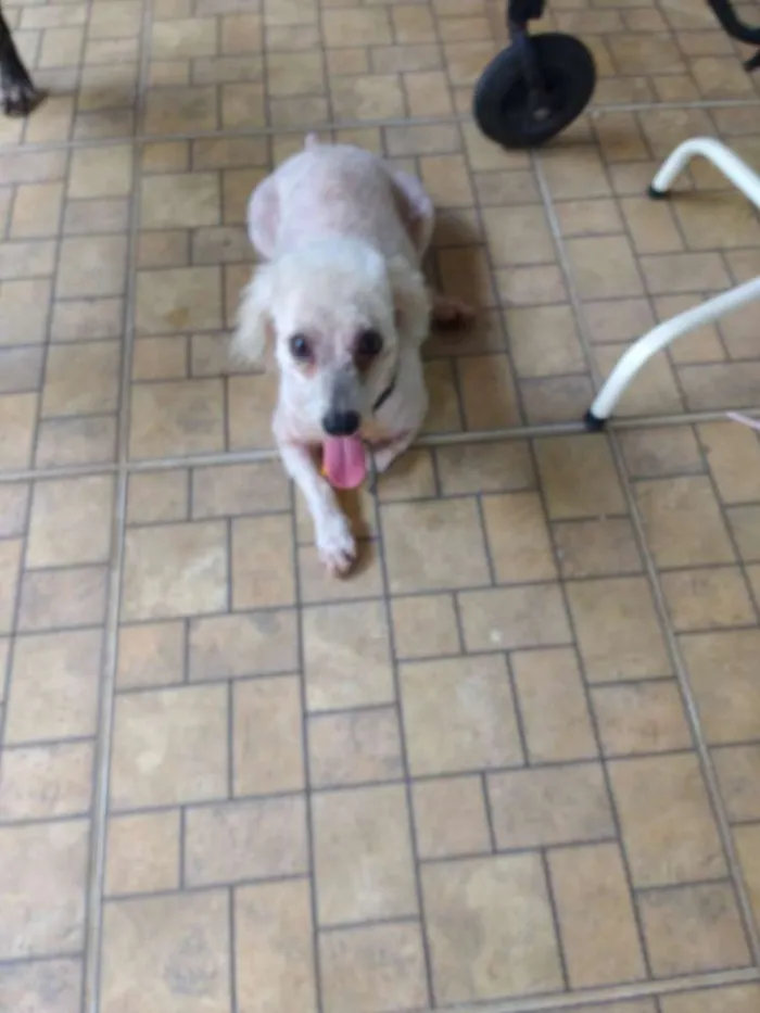 Cachorro raça Podle idade 3 anos nome Juca