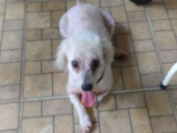 Cachorro raça Podle idade 3 anos nome Juca