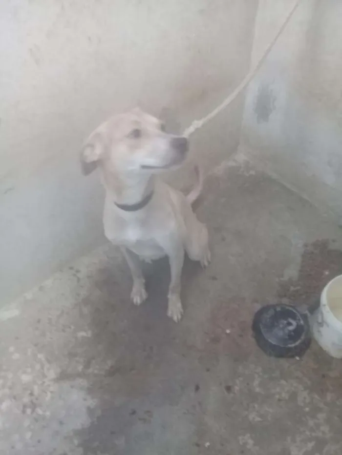 Cachorro ra a Vira lata idade 2 anos nome Pluto