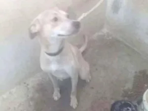 Cachorro raça Vira lata idade 2 anos nome Pluto