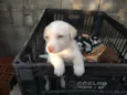 Pipoca