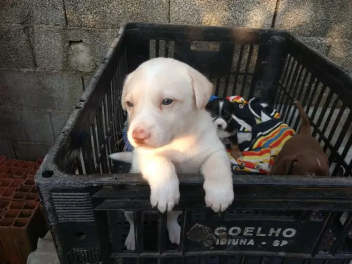 Cachorro ra a Sem raça definida idade Abaixo de 2 meses nome Pipoca