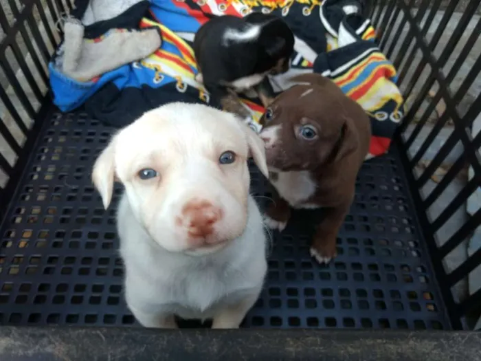 Cachorro ra a Sem raça definida idade Abaixo de 2 meses nome Pipoca