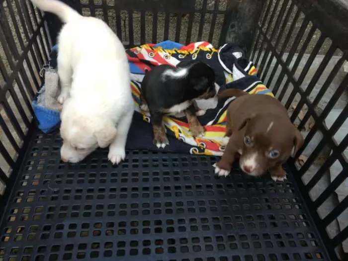 Cachorro ra a Sem raça definida idade Abaixo de 2 meses nome Pipoca