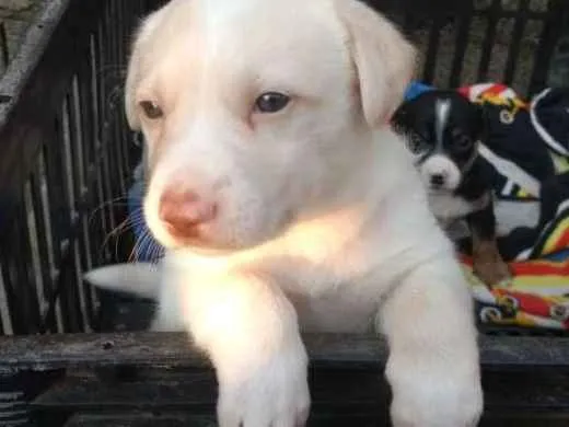 Cachorro ra a Sem raça definida idade Abaixo de 2 meses nome Pipoca