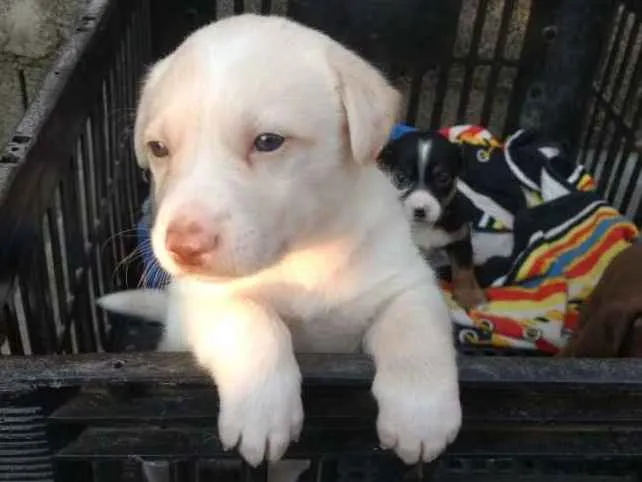 Cachorro ra a Sem raça definida idade Abaixo de 2 meses nome Pipoca