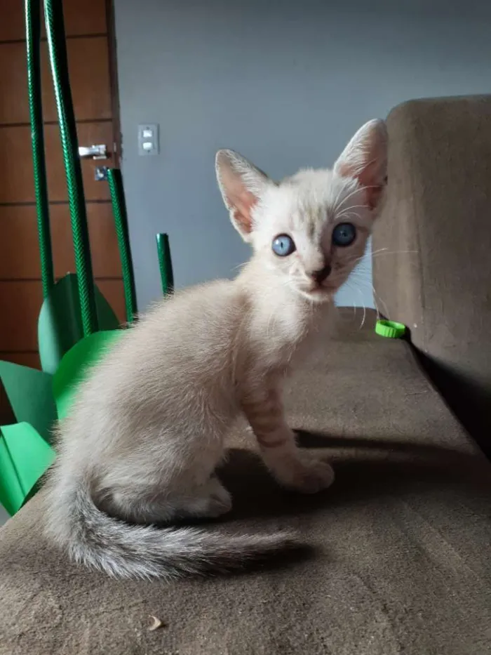 Gato ra a Felinos  idade 2 a 6 meses nome Sem nome 