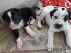 Cachorro raça SRD idade 2 a 6 meses nome A definir