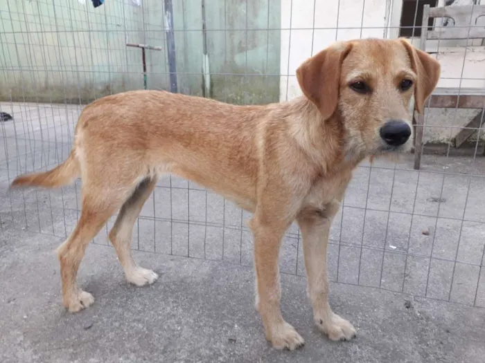 Cachorro ra a Vira lata idade 2 a 6 meses nome Kyra