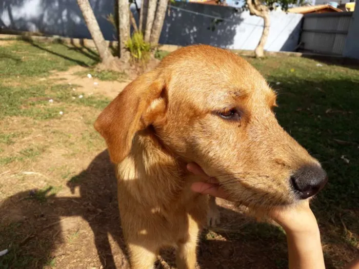 Cachorro ra a Vira lata idade 2 a 6 meses nome Kyra