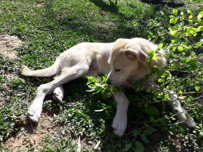 Cachorro ra a Vira lata idade 2 a 6 meses nome Kabum