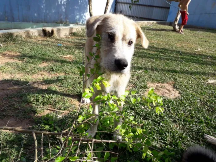 Cachorro ra a Vira lata idade 2 a 6 meses nome Kabum