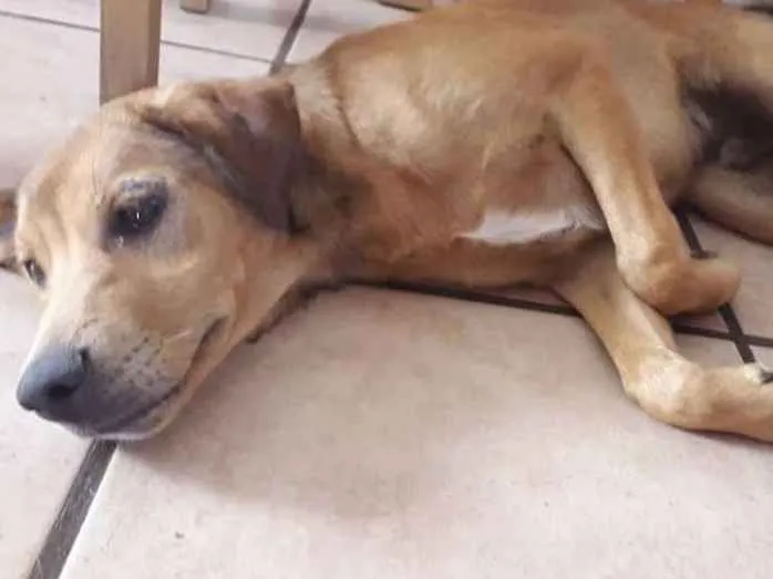 Cachorro ra a Vira lata idade 2 a 6 meses nome Sapeco