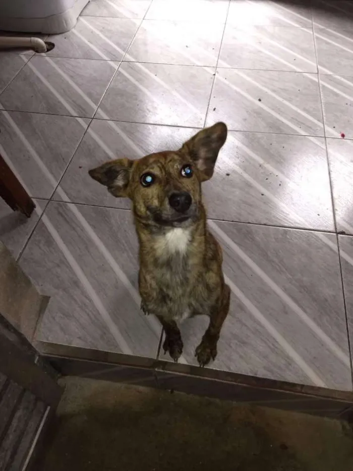 Cachorro ra a Crd idade 7 a 11 meses nome Tigresa