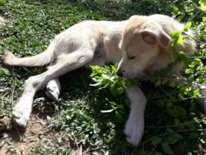 Cachorro raça Vira lata idade 2 a 6 meses nome Kabum