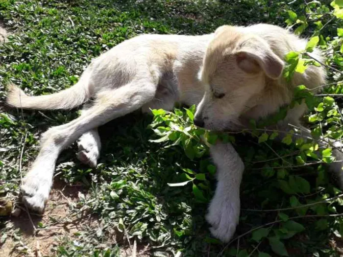 Cachorro ra a Vira lata idade 2 a 6 meses nome Kabum