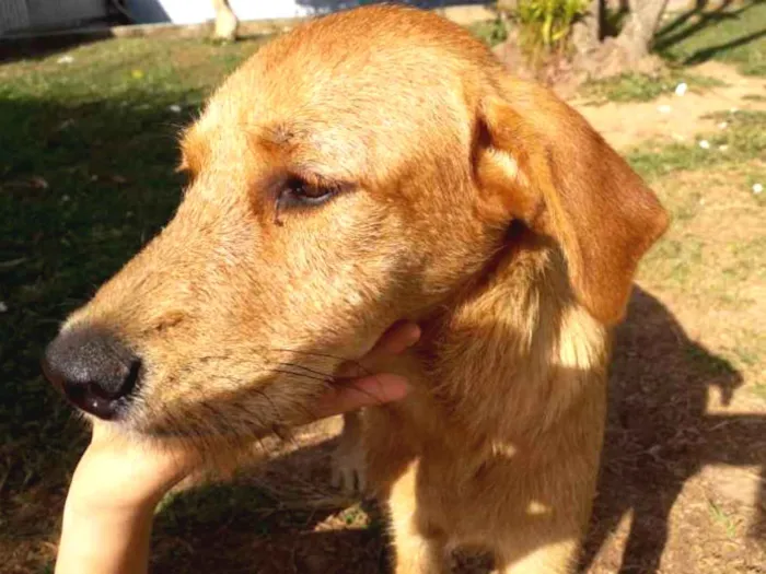 Cachorro ra a Vira lata idade 2 a 6 meses nome Kyra