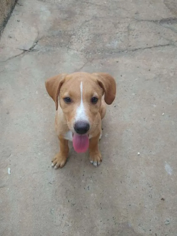 Cachorro ra a SRD idade 2 a 6 meses nome Julia - Filhote