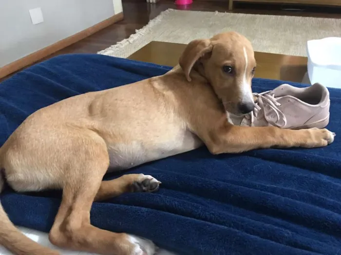 Cachorro ra a SRD idade 2 a 6 meses nome Julia - Filhote