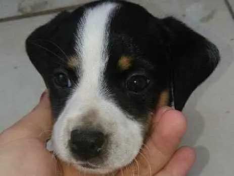 Cachorro ra a Viralata idade 2 a 6 meses nome Lola