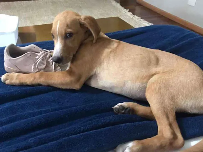 Cachorro ra a SRD idade 2 a 6 meses nome Julia - Filhote