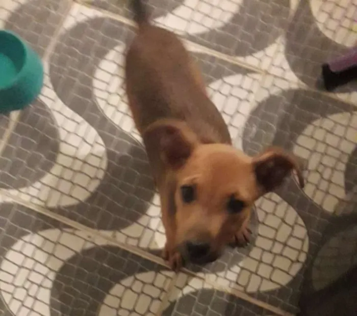 Cachorro raça Mista idade 2 a 6 meses nome Julie