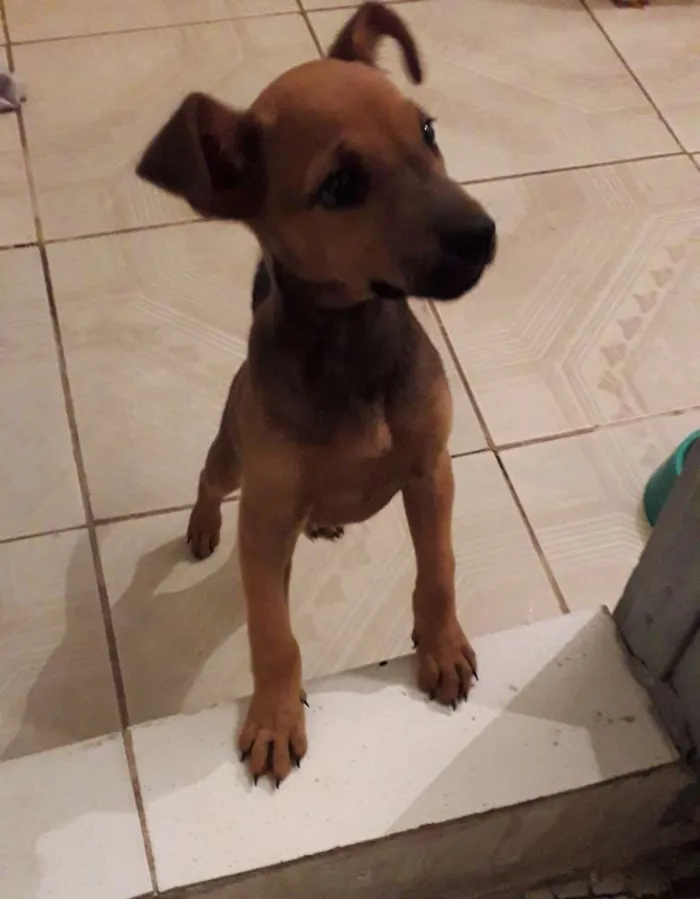 Cachorro raça Mista idade 2 a 6 meses nome Julie