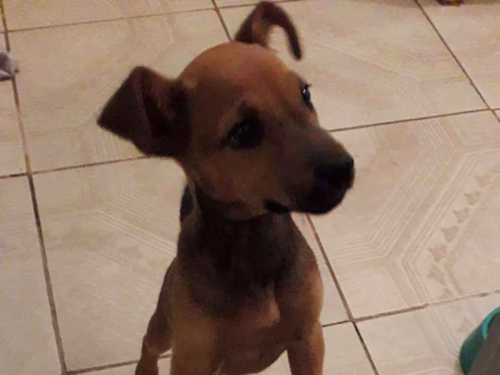Cachorro raça Mista idade 2 a 6 meses nome Julie