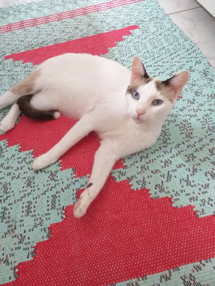 Gato raça SRD idade 2 anos nome Bell