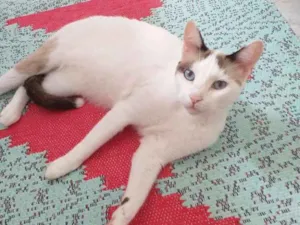 Gato raça SRD idade 2 anos nome Bell
