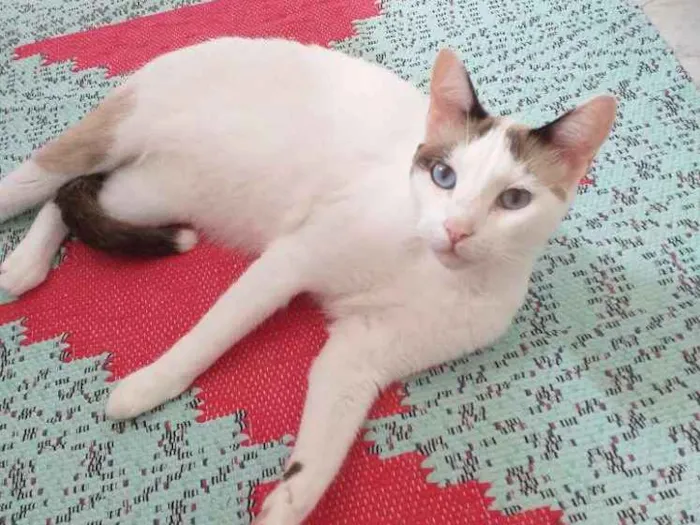 Gato raça SRD idade 2 anos nome Bell