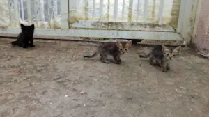 Gato raça ND idade Abaixo de 2 meses nome Não possui nome