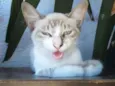 Yuki