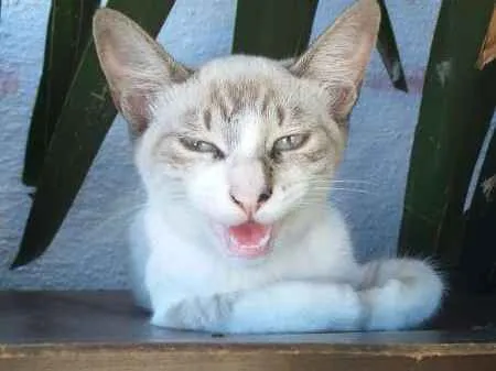 Gato raça SRD idade 1 ano nome Yuki