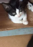 Apolo