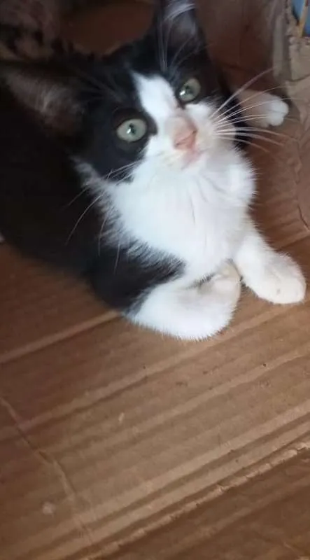Gato raça SRD idade Abaixo de 2 meses nome Apolo
