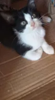 Apolo