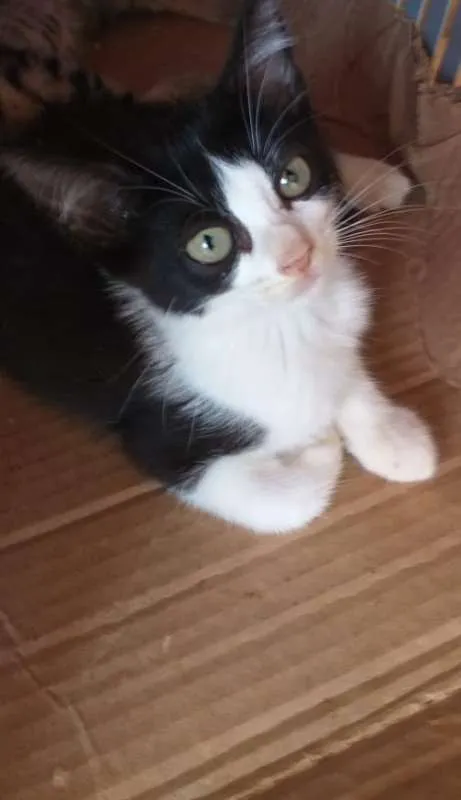 Gato raça SRD idade Abaixo de 2 meses nome Apolo