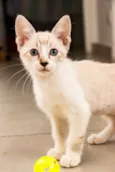 Arya
