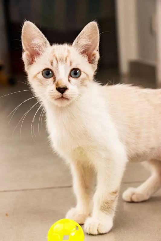 Gato ra a SRD idade 2 a 6 meses nome Arya
