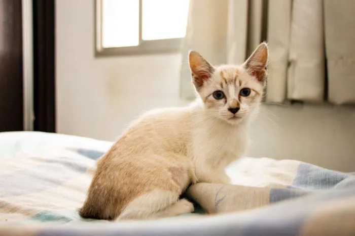 Gato ra a SRD idade 2 a 6 meses nome Arya