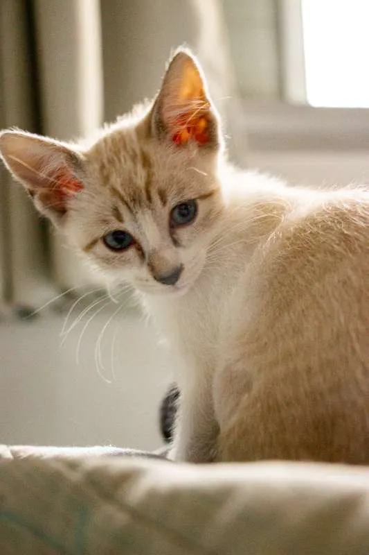 Gato ra a SRD idade 2 a 6 meses nome Arya