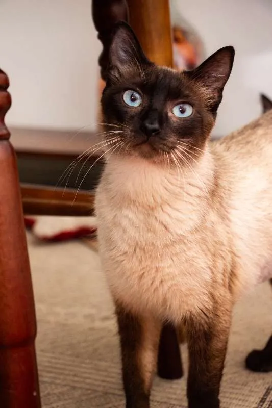 Gato ra a SRD idade 2 anos nome Jane