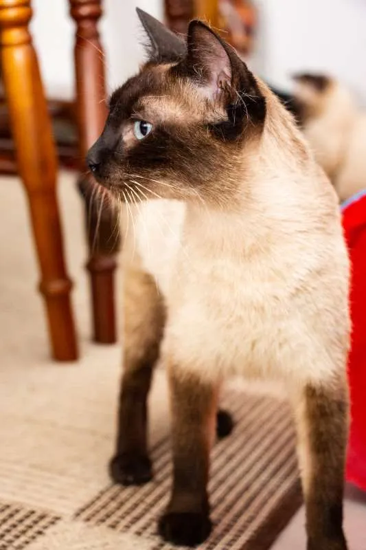 Gato ra a SRD idade 2 anos nome Jane