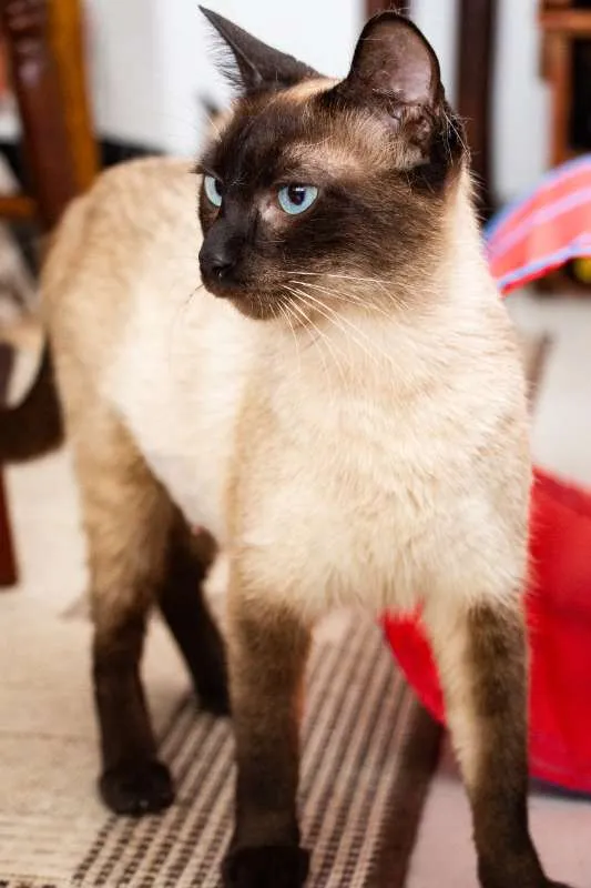 Gato ra a SRD idade 2 anos nome Jane