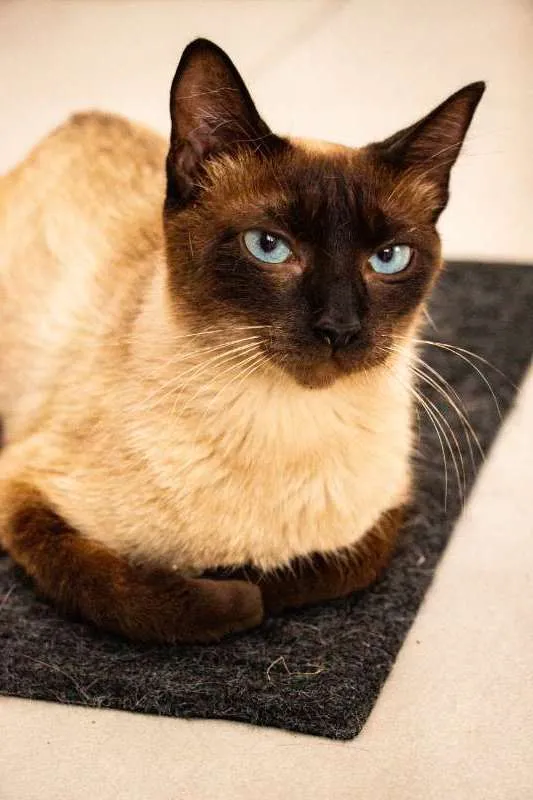 Gato ra a SRD idade 2 anos nome Jane