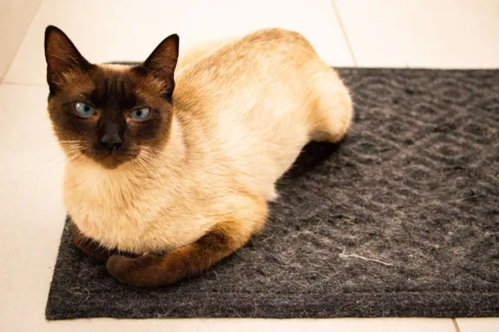 Gato ra a SRD idade 2 anos nome Jane