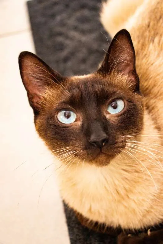 Gato ra a SRD idade 2 anos nome Jane