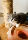 Cinzinha