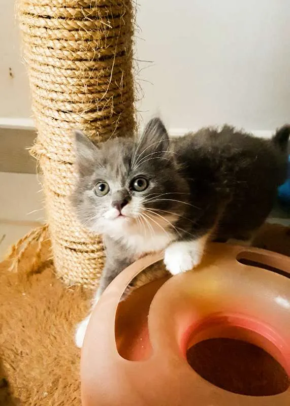 Gato ra a SRD idade 2 a 6 meses nome Cinzinha